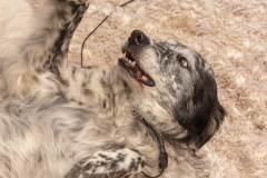 Galerie Portraits photos Journée du chien 2023 - Monthey Valais