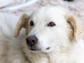Galerie Portraits photos Journée du chien 2023 - Monthey Valais