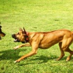 Comportement chien agressif - Cours pour chiens - Éducation canine Monthey Comportement chien agressif - Cours pour chiens - Éducation canine Monthey