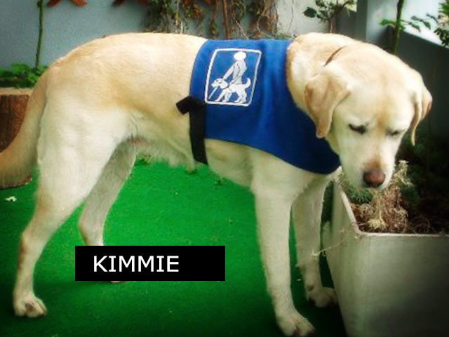 Kimmie, Chienne guide aveugle et malvoyant