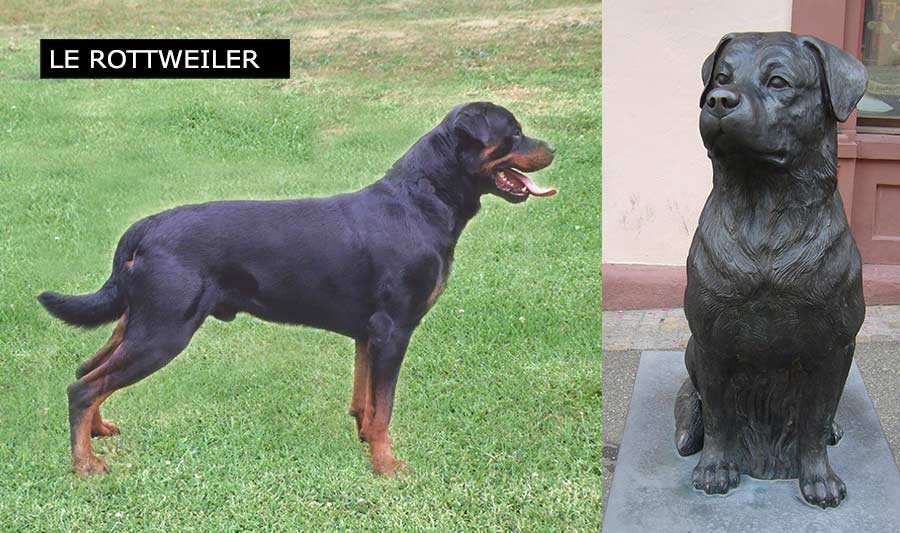 Le Rottweiler, un chien de combat réputé dangereux et agressif