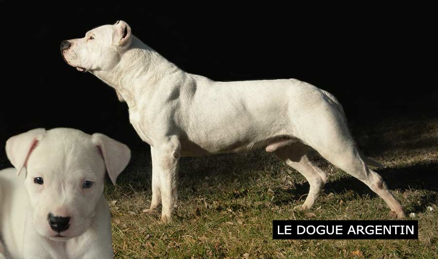 Dogue Argentin, chien interdit dans le canton du Valais