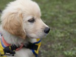 Association suisse d’éducation de chiens d’assistance pour personnes handicapées au plan moteur ou épileptiques