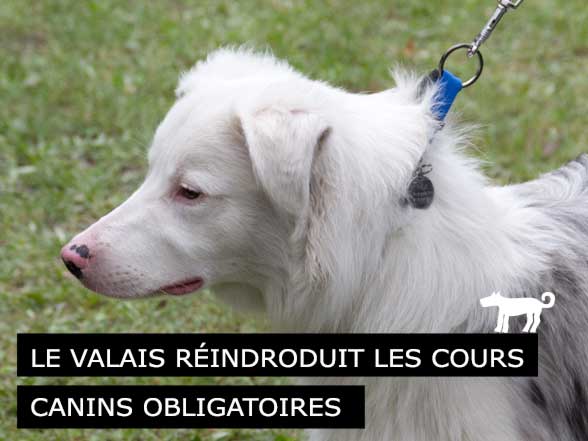 Le Valais va réintroduire les cours canins obligatoires