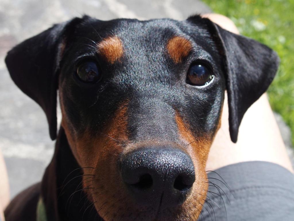 WhatsApp Image 2025-08-14 at 13.51.36 Hommage à Pixie – Pinscher allemand