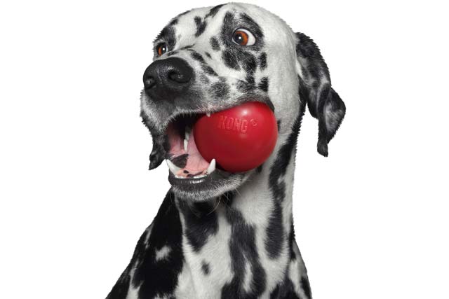 Image SCS/SKG - Dalmatien avec balle rouge