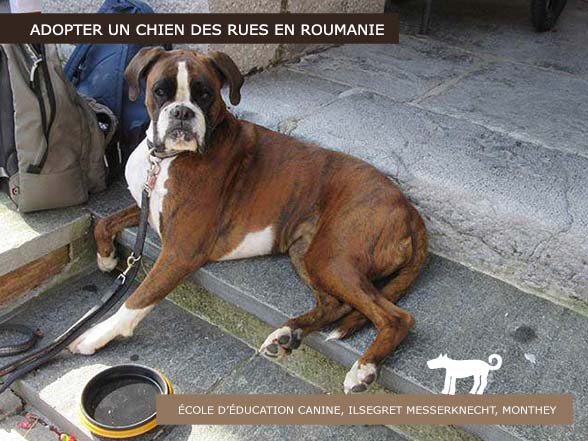 Cours Chiens Valais - Adopter un chien des rues de Roumamie