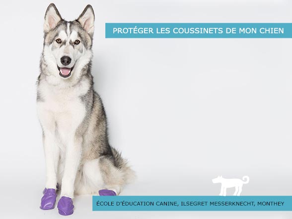 Protéger les coussinets de votre chiens - SVPA - École d'éducation canine Jerry et Lewis