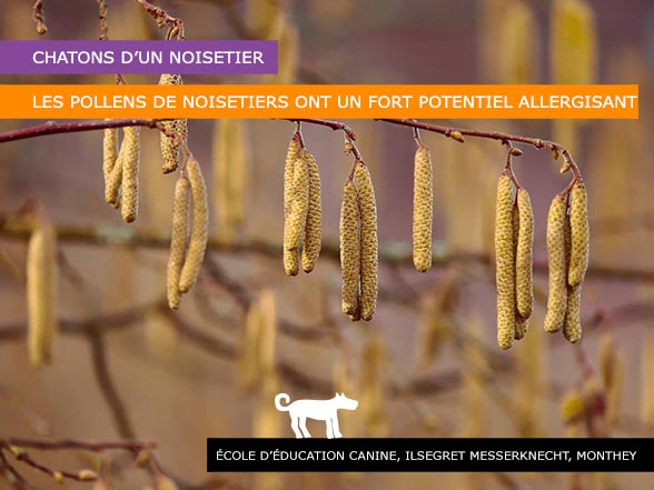 Chien - Pollen du noisetier allergisant - Courrier des bêtes