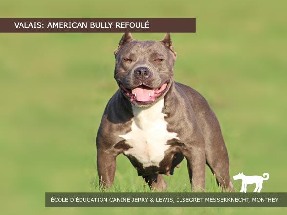 American Bully, nouveau chien interdit en Valais