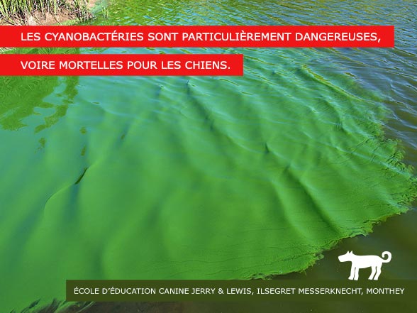 Algues Bleues - Les cyanobactéries sont à nouveau présentes dans les lacs suisses. Elles sont mortelles pour les chiens et toxiques pour l'humain.