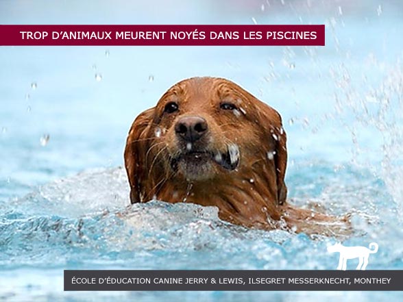 Ecole d'éducation canine Jerry&Lewis - Animaux noyés dans les piscines