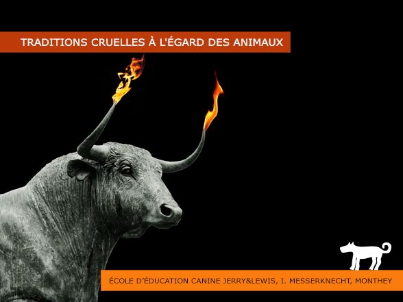 Tradition et cruauté: Taureau Del Fuego. Dans cette tradition, des torches enflammées ou des feux d'artifice sont attachés aux cornes d'un taureau