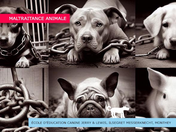 École d'éducation canine Jerry&Lewis à Monthey - Maltraitance animale - SVPA