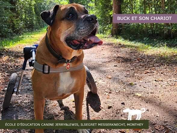 Buck, sa myélopathie dégénérative et son chariot - SVPA - École d'éducation canine Jerry&Lewis