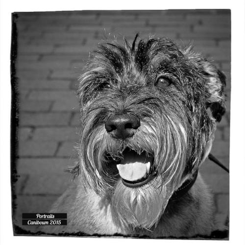 Portraits Photos de chiens - Caniboum 2015