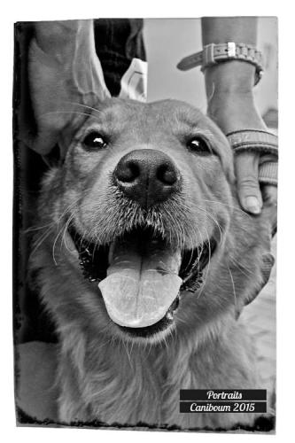 Photographie canine - Portrait Roma - Caniboum 2015, Saint-Maurice, Valais