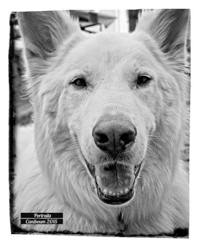 Portrait canin - Caniboum 2015, Saint-Maurice, Valais