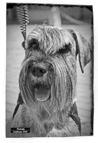 Portrait chien - Photo Gribouille - Genève- Caniboum