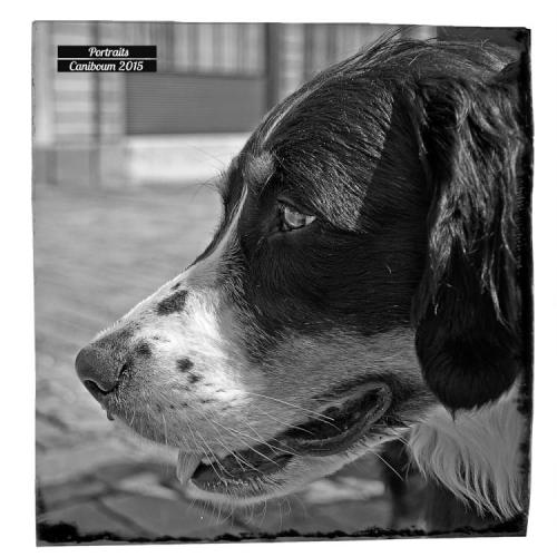 Portrait chien - Photo Poune - Caniboum 2015 - Monthey