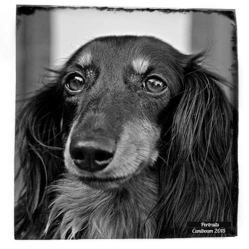 Portrait - photo canine - Isis - Caniboum 2015, Valais