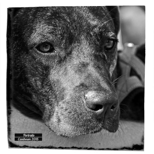 Portrait chien - Photo Aya - Caniboum 2015, Saint-Maurice, Valais