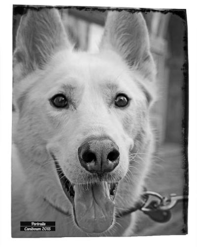 Portrait photo chien - Caniboum 2015, Saint-Maurice, Valais