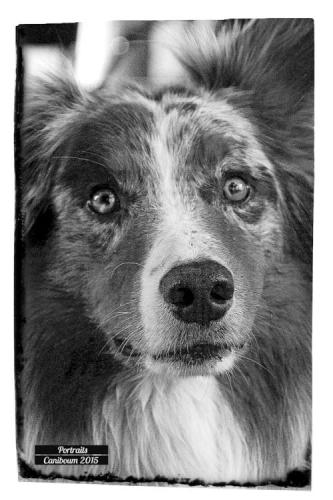 Portraits de chiens - Caniboum 2015, Saint Maurice, Valais