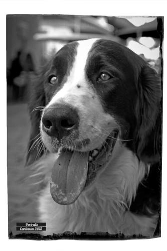 Photo de rue - Portraits de chiens - Caniboum 2015 - Valais